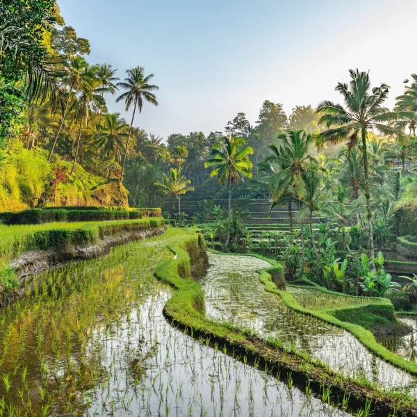 Tropik Rüya Bali Turu (DPS-DPS)