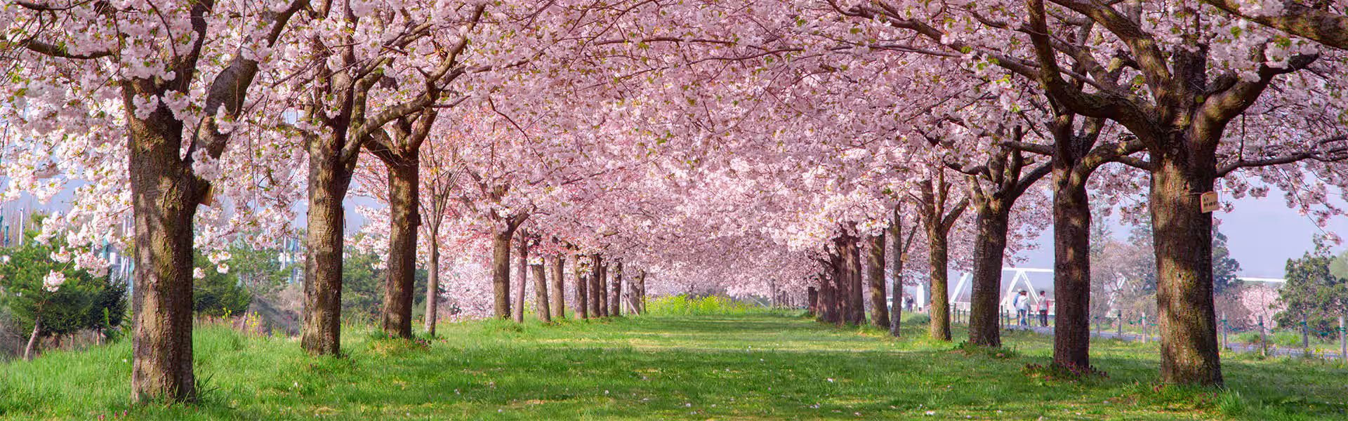 Bir Gemi İki Medeniyet Japonya’dan Kore’ye