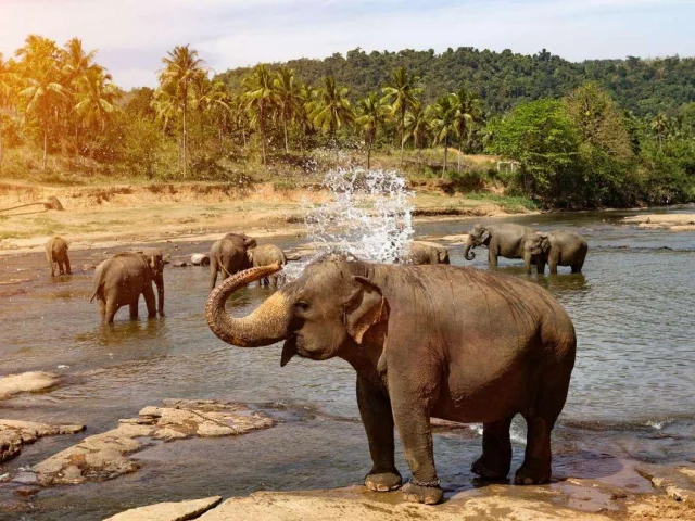 Asya’nın Gizli Hazinesi Sri Lanka’ya Yolculuk